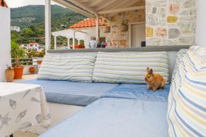 斯科派洛斯Fotis Studios的一只狗站在庭院的蓝色沙发上