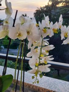 蒙法尔科内Alloggio Orchidea的坐在桌子上的一组白色花