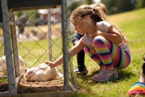 CormackRocky Brook Acres的一个小女孩在草地上玩羊