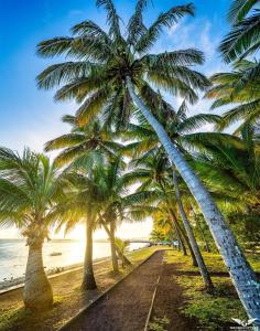 厄唐萨雷Le "bassin pirogues"的海滩上一排棕榈树