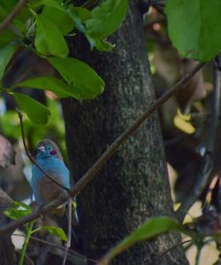 基苏木Ose Cottages的坐在树枝上的蓝鸟