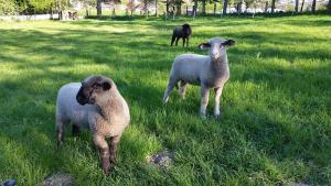 BalveFewo am Wald的三个羊站在草地上