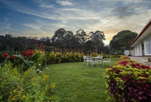 努沃勒埃利耶Galway Heights Hotel的院子内带两把椅子和鲜花的花园