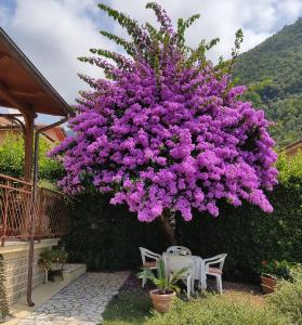彼得拉桑塔La Bouganville e Il Gelsomino的花园中种有紫色花的大树