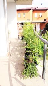 贝加莫Appartemento Stella的建筑一侧种有植物的庭院
