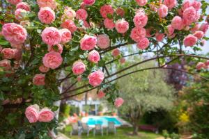 阿姆博斯魅力拉贝莱斯恩Spa酒店的挂在树上的一束粉红色玫瑰