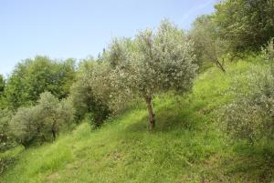 巴尔加Tradizione Toscana ristrutturata nel 2021的山坡上树木繁茂的树