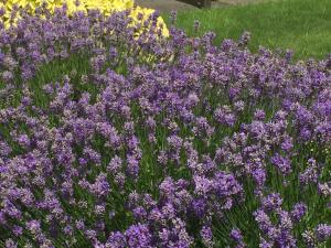 爱丁堡Dorstan House的田里一束紫色的花