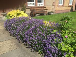 爱丁堡Dorstan House的长凳前方的紫色花 ⁇ 