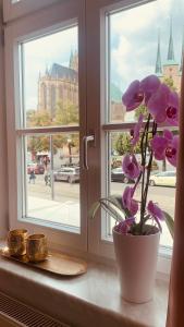 爱尔福特Domblick的窗台上花紫色的花瓶