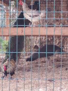 伯德古拉玛丽加别墅的笼子里的一群鸡和鸡