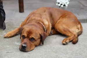 BösdorfHof Schlossblick的一只棕色的狗躺在地上