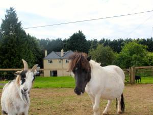 水上伯顿阳光之巢住宿加早餐旅馆的两匹马站在山羊旁边的田野上