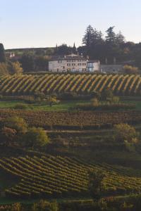 格雷扎纳Ca' del Moro Wine Retreat的一座葡萄园,后面是一座白色的房子