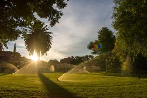 布隆方丹Toscana Estate的公园里的棕榈树,太阳在后面