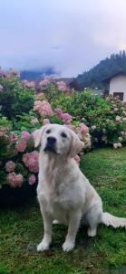 梅扎诺Casa Jolie的一只白狗坐在粉红色的花前