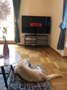 Sankt Paul im LavanttalMILLIEs hosting - Familienurlaub mit Hund in Kärnten的一条狗躺在电视前的地毯上