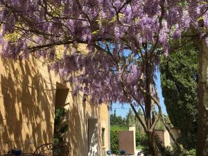 蒙法维克洛斯圣皮埃尔德弗雷斯住宿加早餐旅馆的挂在建筑物上的一棵紫色花树