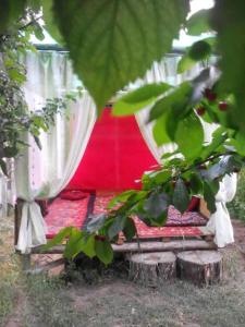 Kaji-SayGuest House Dinara的红色帐篷,配有白色窗帘和一棵树