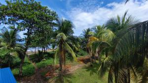 托尔图格罗Hotel Pura Natura Beachfront Tortuguero的相册照片