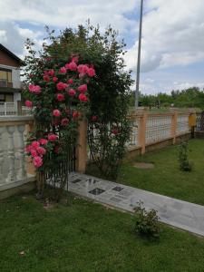 武科瓦尔Apartmani Astra的 ⁇ 上带粉红色玫瑰的灌木丛