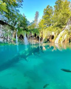 普利特维采湖PLITVICE FAIRYTALE的一群鲨鱼在瀑布附近的水中游泳