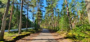 波里Back to Retro Yyterissä的林中一条树木的道路