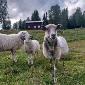 HattfjelldalVillmarksgård, hytte ved vannet的一群羊站在田野里