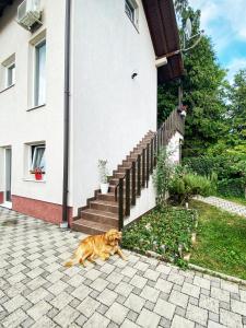 萨格勒布Hotel Guesthouse Stari Jasen的狗躺在房子前面的地上