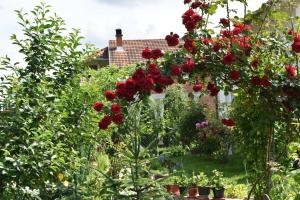 佩奇Green Paradise Villa的种满红玫瑰和其他植物的花园