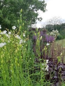 WedmoreHuberts, West End Farm, Fosse Lane, Poolbridge Road, Blackford, Wedmore的种有多种不同花卉的花园