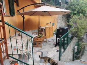 瓦拉泽Itaca的一只猫站在庭院的伞下