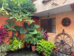 迪坡斯特兰Flor de Cera的前面有植物和轮子的房子