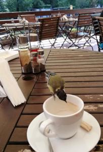 里巴里卡Семеен хотел Федора的鸟儿在桌上喝咖啡