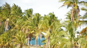帕杰Paje Blu Boutique Hotel的海滩上一棵棕榈树和大海