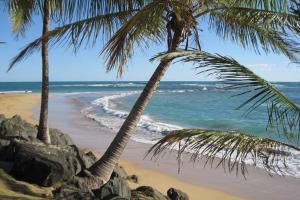 里奥格兰德Comfortable and Affordable Deal Close to Beach and Rainforest的两棵棕榈树,在海滩上