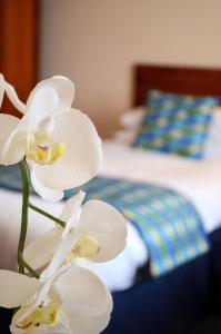 波特兰高地酒店的睡前的白色兰花的密闭