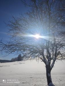 PiesauGasthaus Piesau - Thüringer Wald - Rennsteig的雪地里的一棵树,太阳在后面