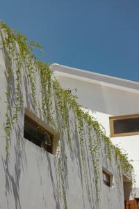 龙目岛库塔Tiga Studios - Adults Only的白色建筑的一侧正在生长的植物
