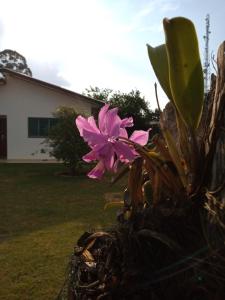 沙帕达-杜斯吉马朗伊斯Singela Casa em Chapada dos Guimarães的院子里植物中的粉红色花