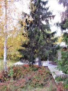 VikajärviScandinavian Dream Cottages Vikajarvi- Rovaniemi的树木繁茂的公园里的一棵大松树