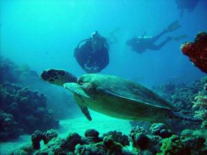 拉基EROS Maisonette in Latchi area just 700 meters or one-minute drive from Polis Municipal Beach的在潜水员旁边的海洋中游泳的海龟
