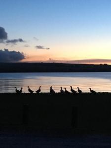 布里村The Sands Hotel, Orkney的一群鸟在日落时分坐在海滩上