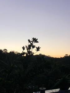 莫罗圣保罗Pousada Lagoa Flat的树的轮廓,背景是日落