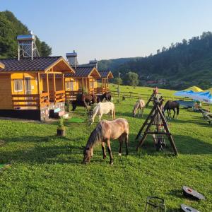 ProdDara's Camping的一群马在小屋旁边的田野里放牧