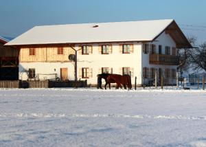 谢兴施普林格霍夫酒店的站在房子前面的雪地里的马