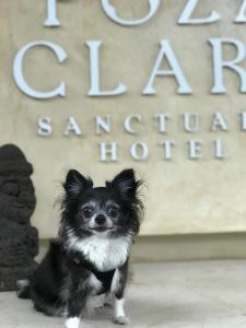 巴卡拉尔Poza Clara Sanctuary的一只黑白小狗坐在标志前