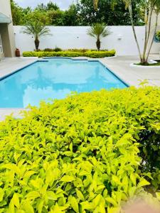 通苏帕Casa Tonsupa Club del Pacifico的蓝色的游泳池周围种有绿色植物