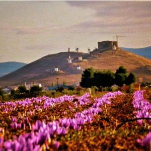 孔苏埃格拉波萨达德洛斯康斯勒酒店的紫色的花田,后面有城堡