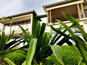 圣约翰港Uzuri Lifestyle的房屋前的绿色植物
